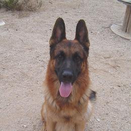 German Shepherds from Kennel Von Arizona