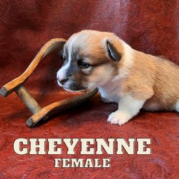 Pembroke Welsh Corgi Puppies from Rocking Ridge Ranch