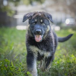 German Shepherd Puppies from Agrestal German Shepherds