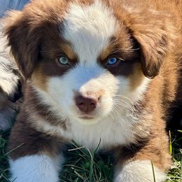 Timber - Red tri-color male Miniature American Shepherd puppy in Rockford, Illinois from Andover Aussies