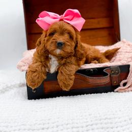 Roxy - Red female Cavapoo puppy in North Carolina from NC Doodle Puppies