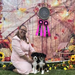 Australian Shepherd Puppies from WyoWinds Australian Shepherds