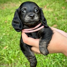 Leia - Brindle female Dachshund puppy in El Dorado, Arkansas from LovelylilDoxies
