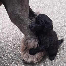 Poodle Puppies from Floyd B Poodle