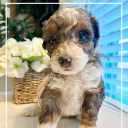 CLARINETTE - Chocolate merle female Bernedoodle puppy in Houston, Texas from Pia’s Doodle Poodle Wag