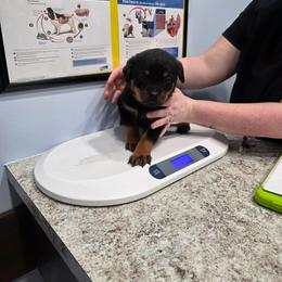 Female 8 - Black and mahogany female Rottweiler puppy in Humble, Texas from Inexorable Haus Early Rotts