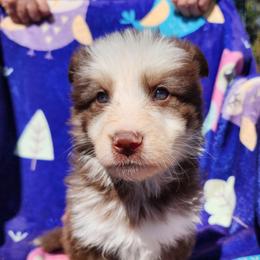 Iris - Liver female German Shepherd puppy in Los Lunas, New Mexico from Mali's German Shepherds LLC