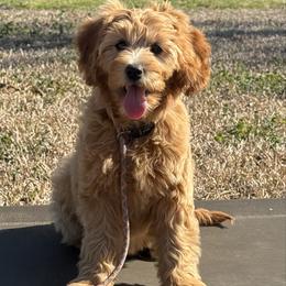 Girl 4 blue collar - female Goldendoodle puppy in Wesson, Mississippi from Southern Country Doodles