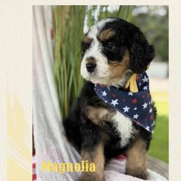 Magnolia - Tri-color female Bernedoodle puppy in Syracuse, Utah from Redrockbernedoodles
