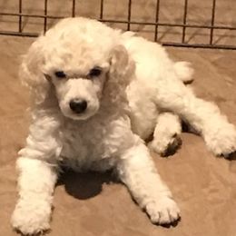 "White standard puppy" Poodle Puppies from Firebrook Poodles