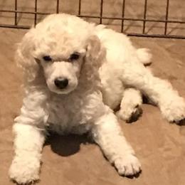 "White standard puppy" Poodle Puppies from Firebrook Poodles