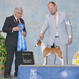 Basenji and Italian Greyhound All Grown Up from Khani's Basenjis and Italian Greyhounds