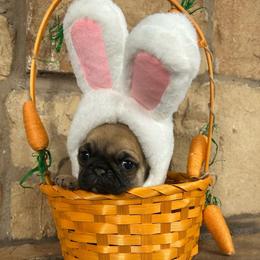 Purple collar - Fawn female Pug puppy in Tucson, Arizona from Furever Friends