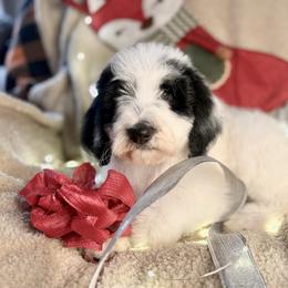 BOO - black parti phantom girl - Black and white female Bernedoodle puppy in Lookout, California from Remington Kennels, LLC