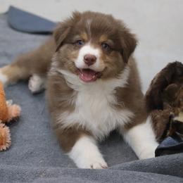 Stetson - Red tri-color male Australian Shepherd puppy in Bagley, Iowa from Diamond M Aussies