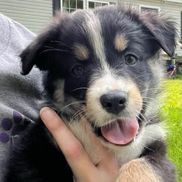 Fry - Black tri-color female Australian Shepherd puppy in Altmar, New York from E&C Australian Shepherds