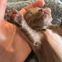 Chihuahua Puppies from Hawk's Eye Homestead