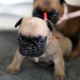 Red Collar - Fawn and white male French Bulldog puppy in Wichita, Kansas from Phantasticus French Bulldogs