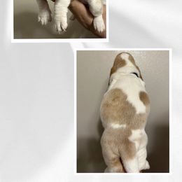 Basset Hound Puppies from Mariah Ochoa