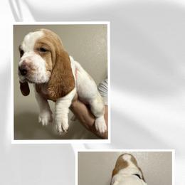Basset Hound Puppies from Mariah Ochoa