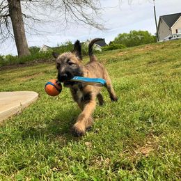 Belgian Laekenois Puppies from Chiens de Rafale