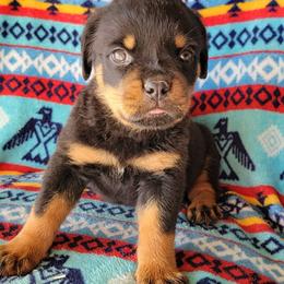 Yellow girl - Black and mahogany female Rottweiler puppy in Custer County, Oklahoma from Rough Creek Kennels