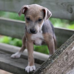 Moon - Tri-color female Jack Russell Terrier puppy in West Bend, Iowa from Blue Skies Terriers