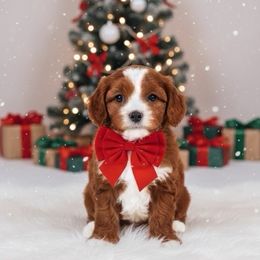 Birch - Red male Cavapoo puppy in Salt Lake City, Utah from SunnySide Mini Doodles