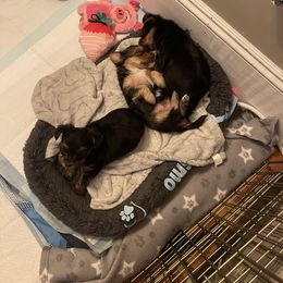 Yorkshire Terrier Puppies from Beantown Yorkshires