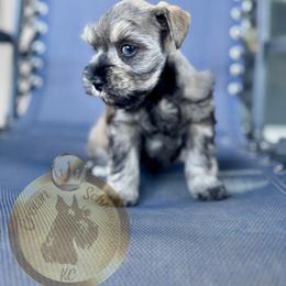 Miniature Schnauzer Puppies from Crown Schnauzers KC