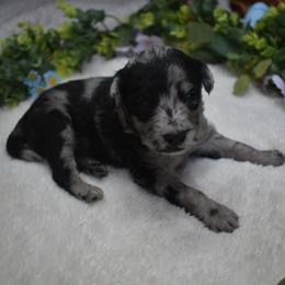 Toddy - Blue merle male Aussiedoodle puppy in Angola, Indiana from Classic City Doodles