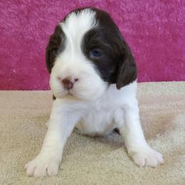 Gloria - Liver and white female English Springer Spaniel puppy in North Carolina from Ebenezer Valley ESS