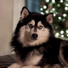 Tadashi - Pomsky