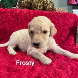 Frosty - Cream male Goldendoodle puppy in St Johns, Florida from Nini's Poodles and Doodles of St. Johns Co.