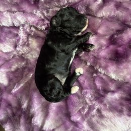 Beautie - Black and white female Cavapoo puppy in Knoxville, Tennessee from Rocky Top Cavapoos
