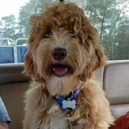 Remi - Australian Labradoodle