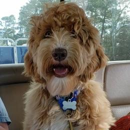 Remi - Australian Labradoodle