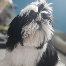 Maltese and Shih Tzu Puppies from Pamspups