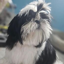 Maltese and Shih Tzu Puppies from Pamspups