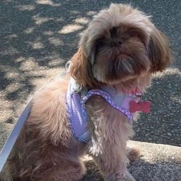 Avalon - Shih Tzu