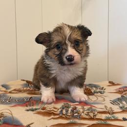 Chalk - White and red male Pembroke Welsh Corgi puppy in Red Bluff, California from Wilder Ranch Corgis