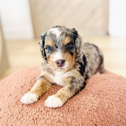 Spice - Merle male Bernedoodle puppy in Dunnellon, Florida from Sweet Honey Doodles