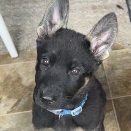 Blue girl - Black and tan German Shepherd puppy in Encampment, Wyoming from Buckelwürmer German Shepherds