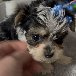 Illey - Piebald female Morkie puppy in Independence, Kentucky from 4paws4ever by Design