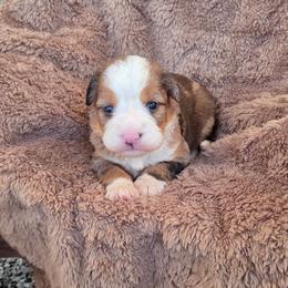 Trooper - Merle male Bernedoodle puppy in East Earl, Pennsylvania from Mountainside Puppies