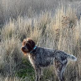 Bernedoodles and Wirehaired Pointing Griffons from Salt City Farm