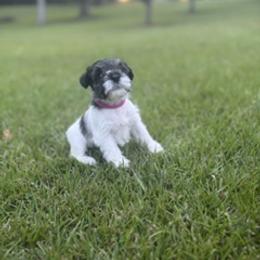 Miniature Schnauzer Puppies from Rebecca LeBoeuf