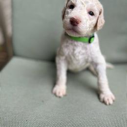 Lime Green - Apricot male Labradoodle puppy in Ellenwood, Georgia from Four Paws Down