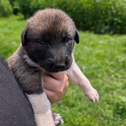 Boy-1 - White male Anatolian Pyrenees puppy in Marysville, Ohio from Brotherton Family Farms