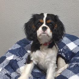 Candy - Tri-color female Cavalier King Charles Spaniel puppy in West Plains, Missouri from God's Designs Cavaliers